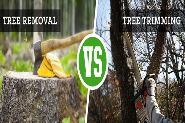 Tree removal tree trimming melbourne