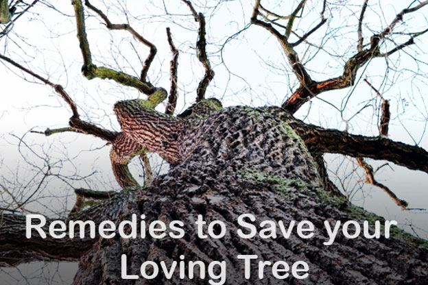Remedies to save a dying tree