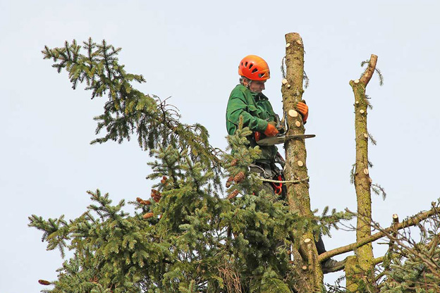 Professional tree services melbourne