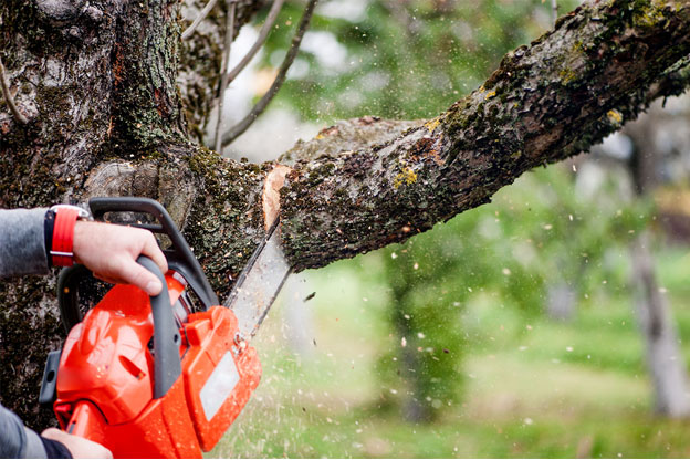 Tree removal service in melbourne