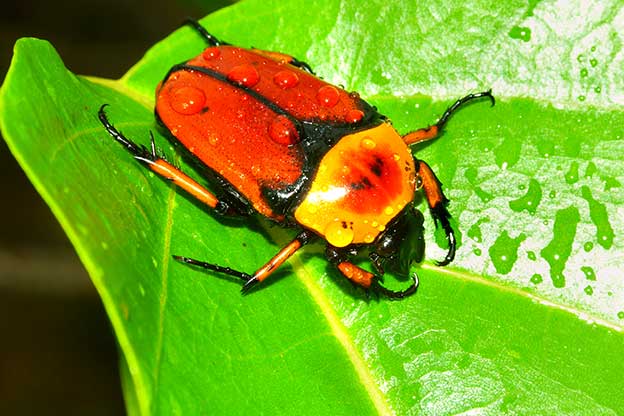 Elm Leaf Beetles Control