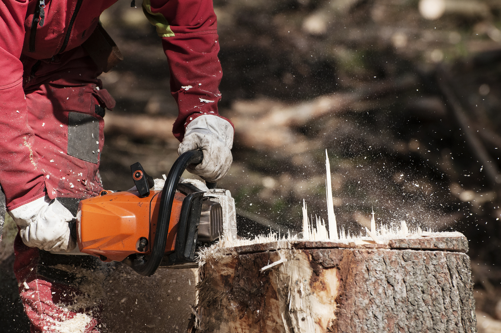 Tree stump removal Melbourne
