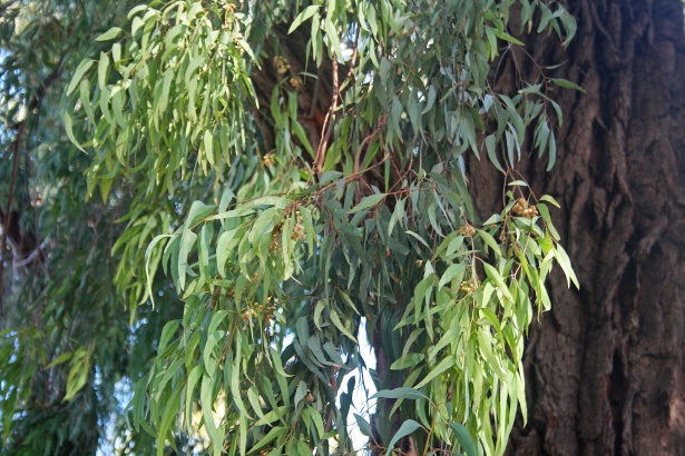 Eucalyptus tree maintenance