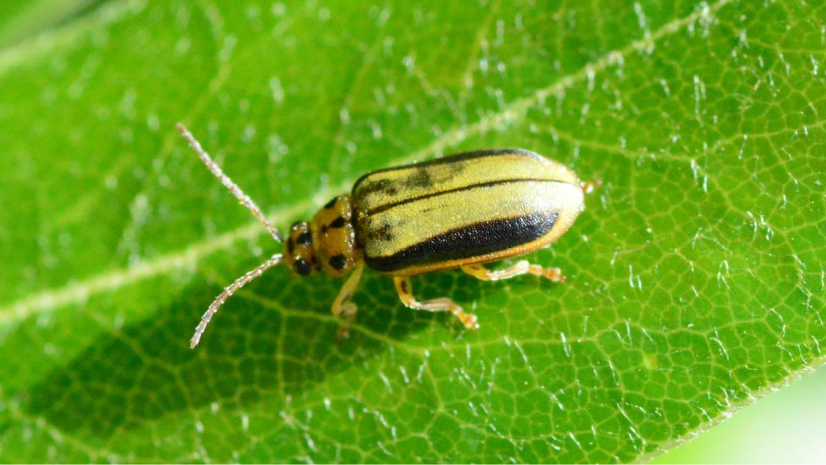 Elm leaf beetle treatment