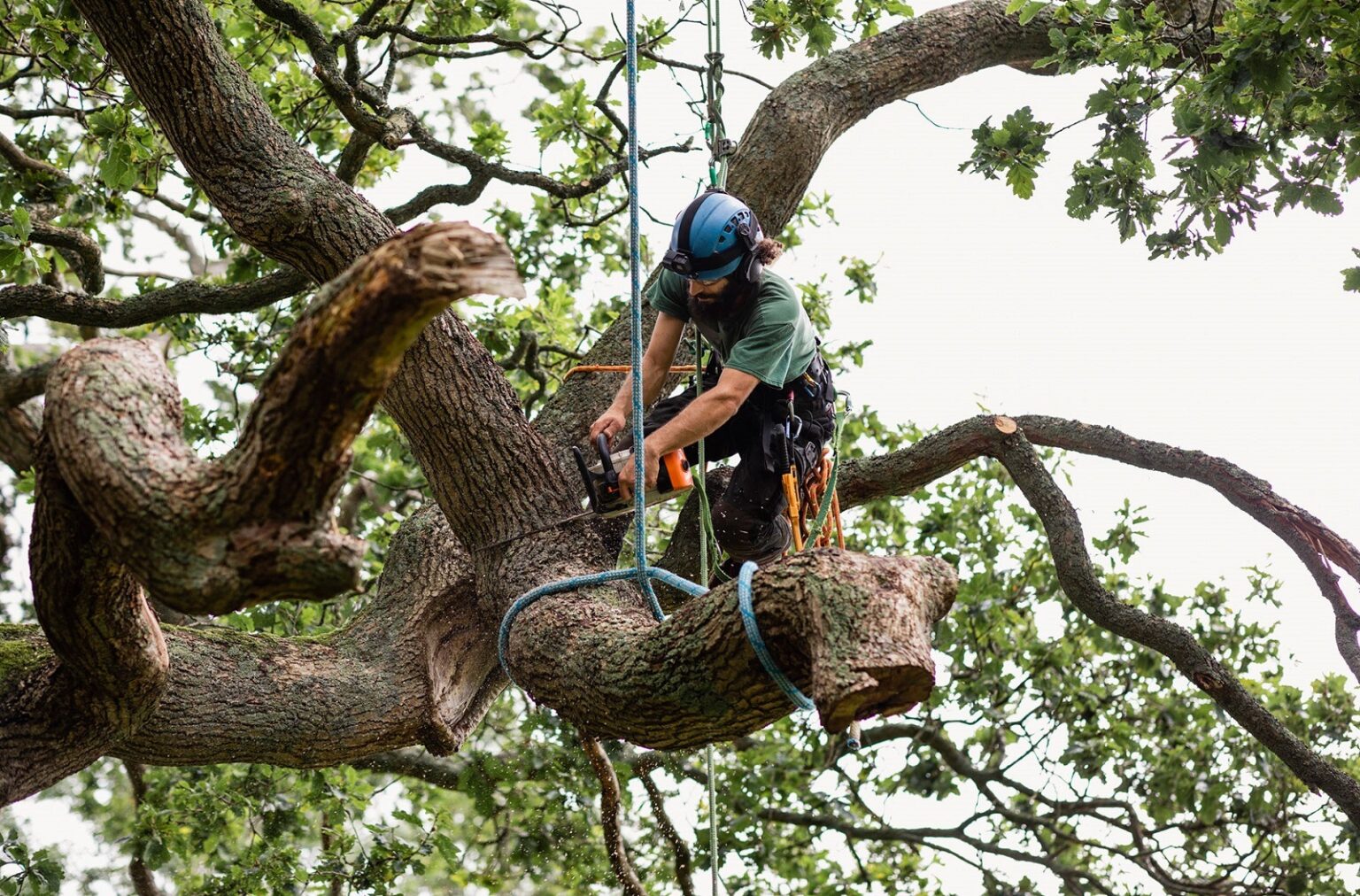 Why Is Tree Trimming So Important? Daryl’s Tree Care
